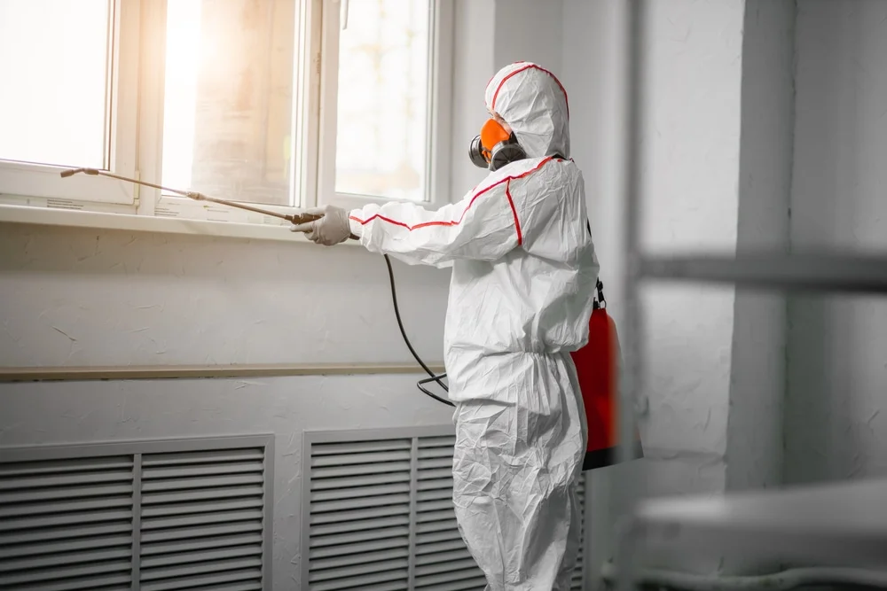 Professional mold remediation services in Westview, KY